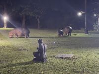 Im Garten der A'zambesi Lodge