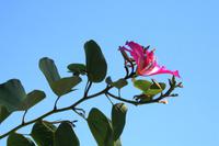 Im Garten