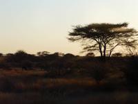 Im Hwange Nationalpark