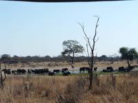 Im Hwange Nationalpark