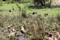 Im Lake Manyara Nationalpark