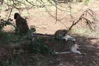 Im Lake Manyara Nationalpark