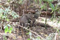 Im Lake Manyara Nationalpark