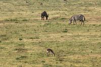 Im Ngorongoro Crater