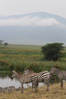 Im Ngorongoro Crater