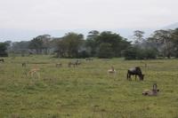 Im Ngorongoro Crater