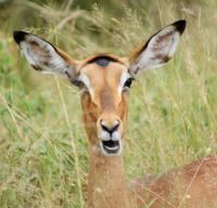 Impala (6)