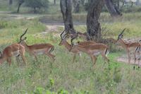 Impala böcke