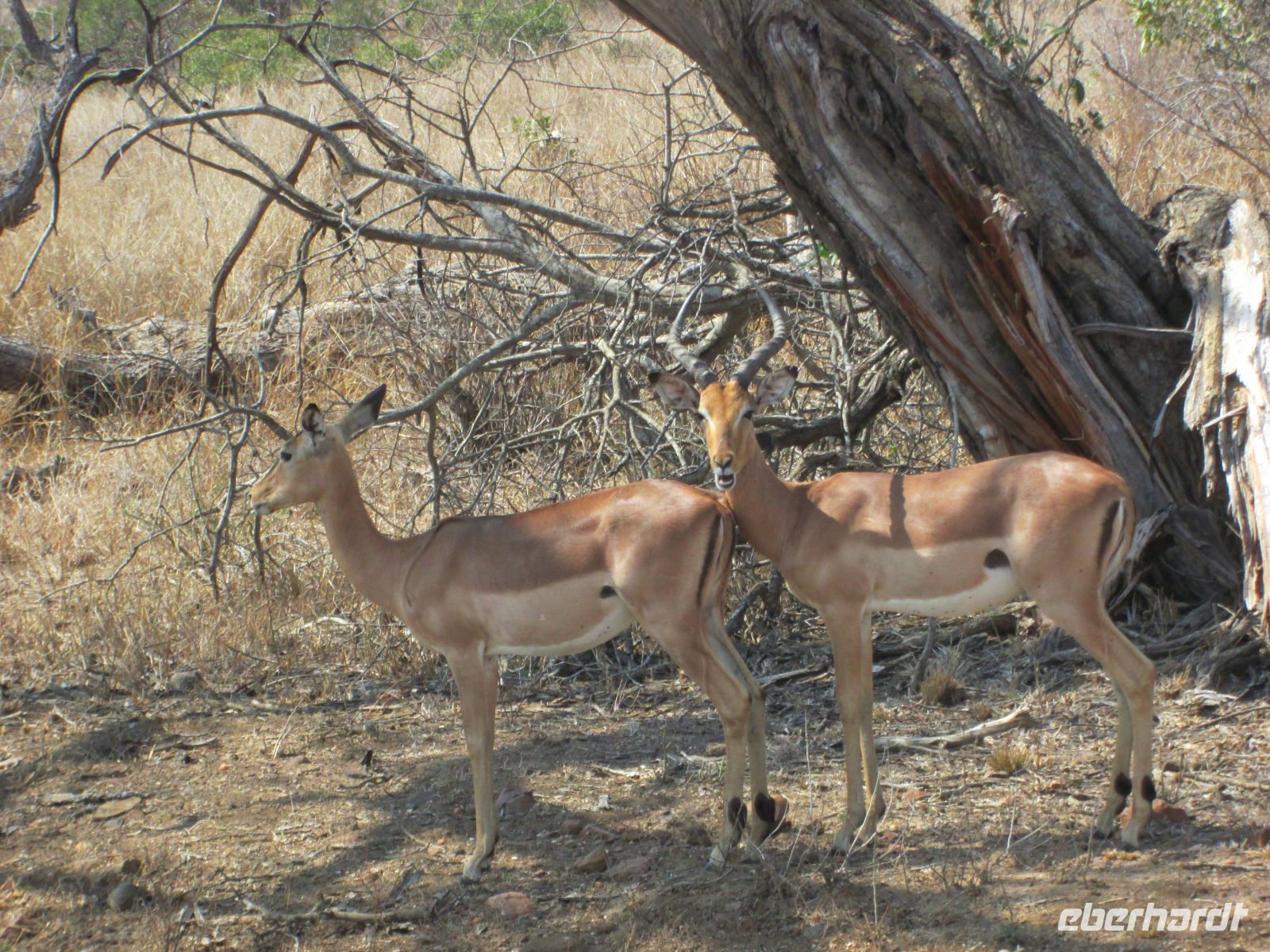 Impala