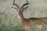 Impala