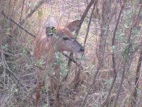 Impala