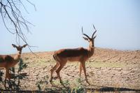 Impalas