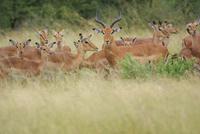 Impalas