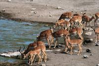 Impalas