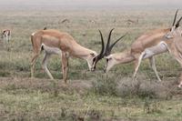 In der Serengeti