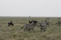In der Serengeti