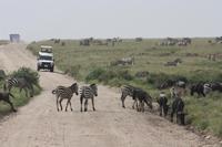 In der Serengeti