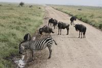 In der Serengeti
