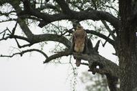 In der Serengeti