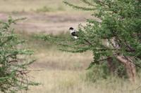 In der Serengeti