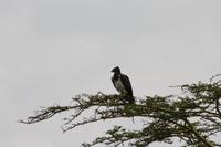 In der Serengeti