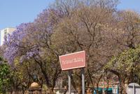 Jacaranda Bäume