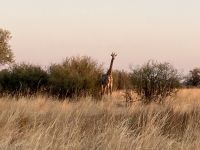Jeep Safari, Bwabwata Park, Giraffen