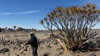 Köcherbäume auf der Farm Spitzkoppe 