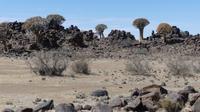 Köcherbäume auf der Farm Spitzkoppe 
