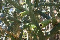 Kakteen in Namibia?