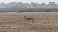 Kalahari Anib Lodge, game drive