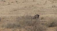 Kalahari Anib Lodge, game drive