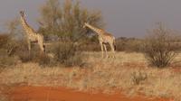 Kalahari Anib Lodge, game drive