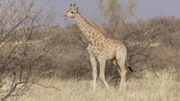 Kalahari Anib Lodge, game drive