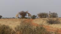 Kalahari Anib Lodge, game drive