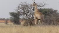 Kalahari Anib Lodge, game drive