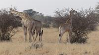 Kalahari Anib Lodge, game drive
