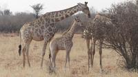 Kalahari Anib Lodge, game drive