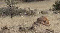 Kalahari Anib Lodge, game drive