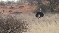 Kalahari Anib Lodge, game drive