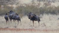 Kalahari Anib Lodge, game drive