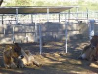 Kalahari Farmhaus