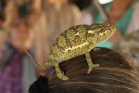 Kameleon 