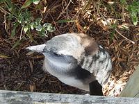 Kap Pinguin
