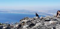 Kapstadt - Tafelberg