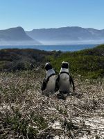 Kapstadt: Boulders Bay  afrikanische Pinguine