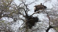 Kgalagadi Park, 2 Geier