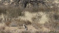 Kgalagadi Park, Falbkatze