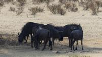 Kgalagadi Park