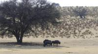 Kgalagadi Park